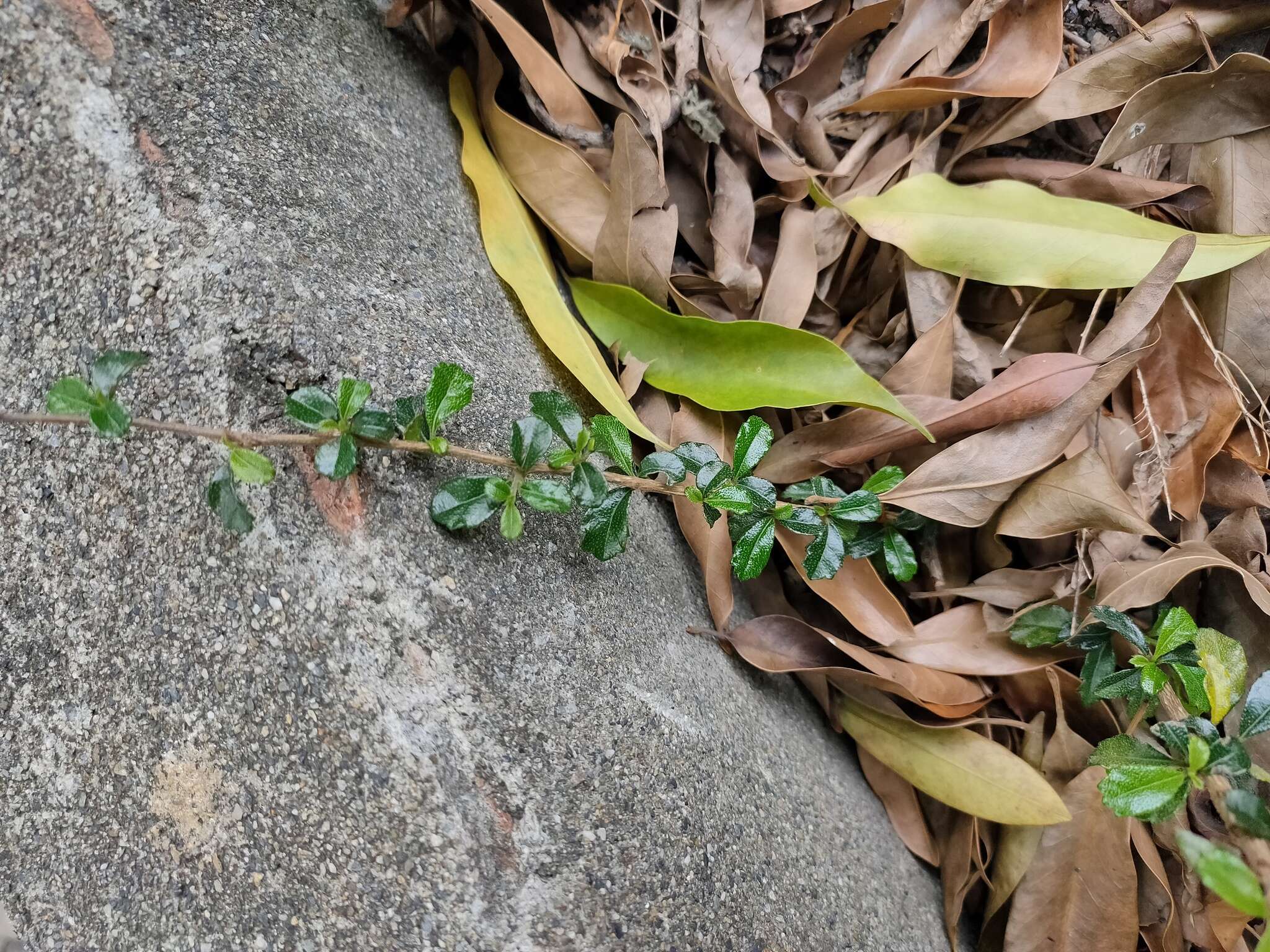 Image of Scorpion-Bush