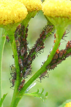 Image of Aphid