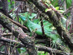 Image of Green Basilisk