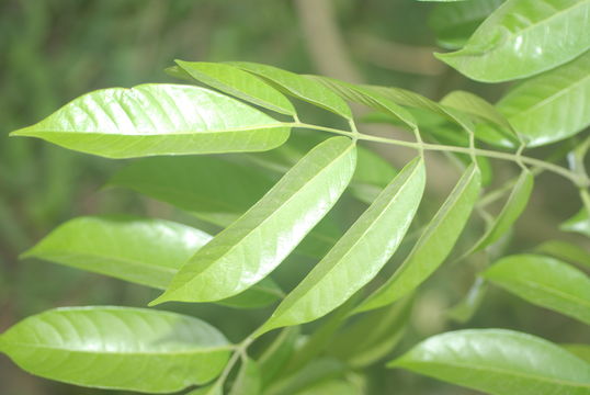 Image of Chinese white olive