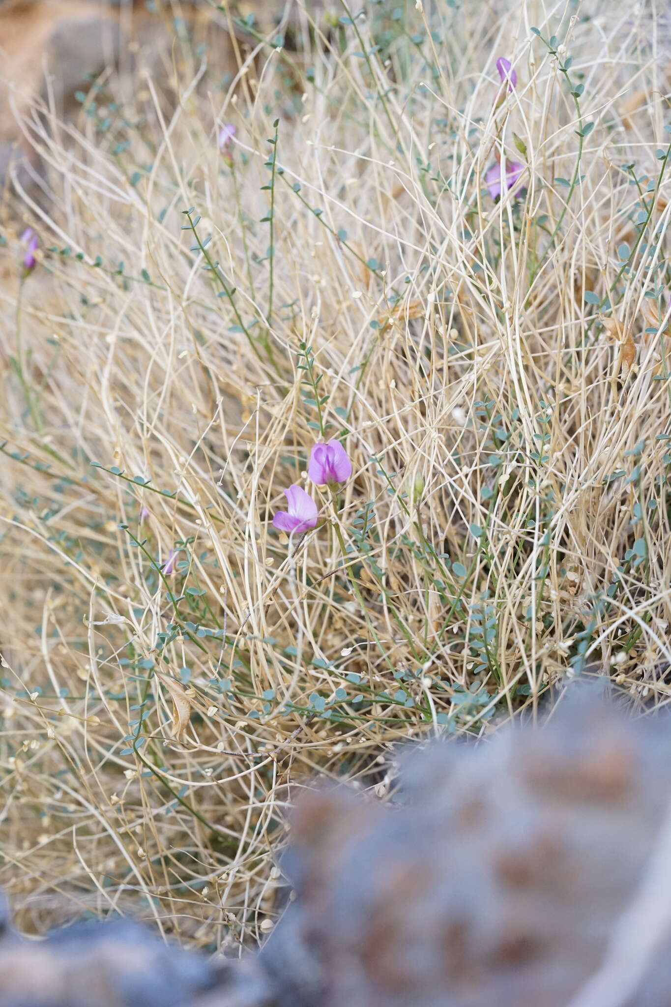 Image of Ackerman's milkvetch