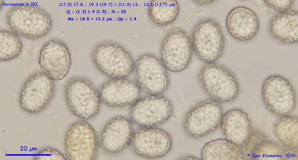 Image of Scutellinia umbrorum (Fr.) Lambotte 1887