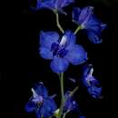 Image of Delphinium malabaricum (Huth) Munz