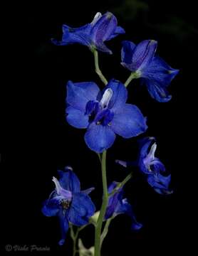 Image of Delphinium malabaricum (Huth) Munz