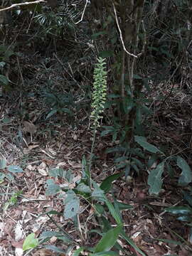 Plancia ëd Buchtienia nitida (Vell.) Fraga & Meneguzzo