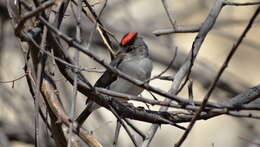 صورة Coryphospingus pileatus (Wied-Neuwied 1821)