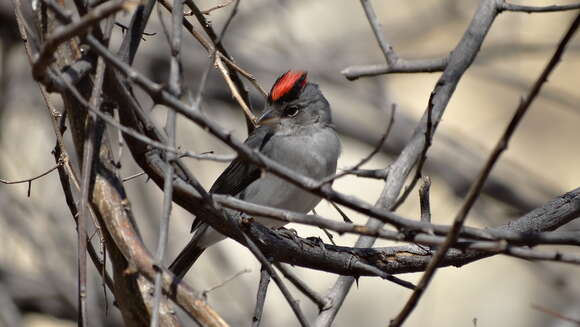 Image of Grey Pileated Finch