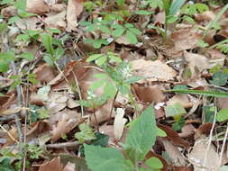 Image of Chloranthus quadrifolius (A. Gray) H. Ohba & S. Akiyama