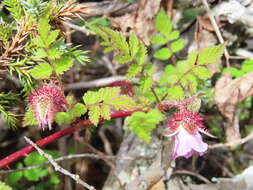 صورة Rubus pungens var. oldhamii (Miq.) Maxim.