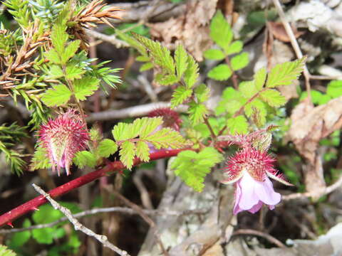 صورة Rubus pungens Cambess. ex Jacq.