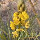 Image of Senna pleurocarpa var. angustifolia