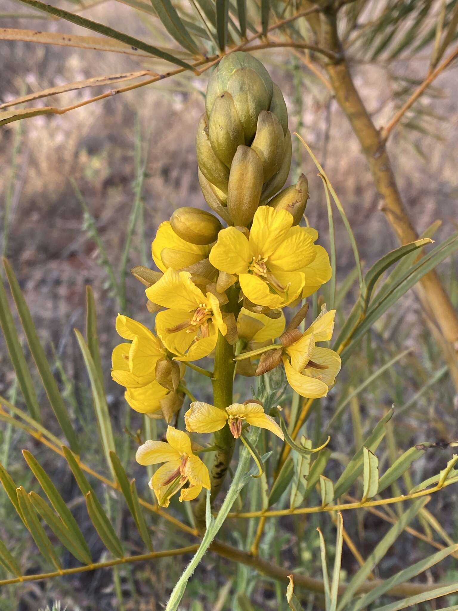 Image of Senna pleurocarpa var. angustifolia