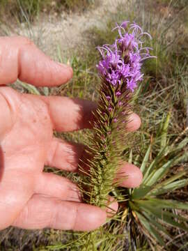 Image of blazing star