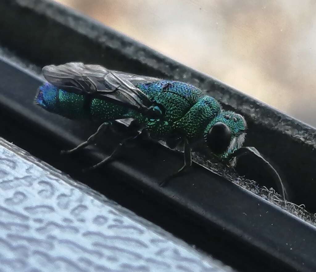 Image of Caenochrysis Kimsey & Bohart 1981