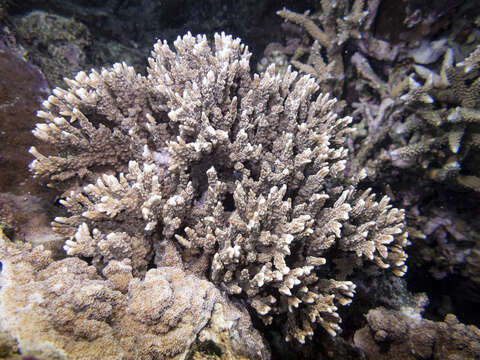 Image of pore coral