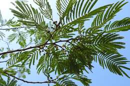 Plancia ëd Leucaena diversifolia (Schltdl.) Benth.