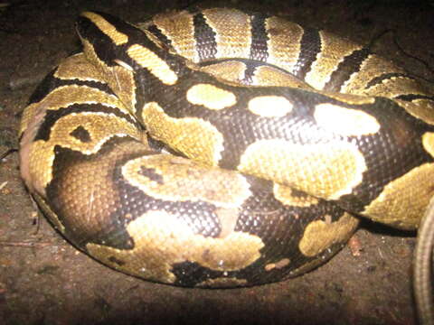 Image of Ball Python