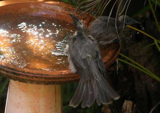 Image of Helmeted Friarbird