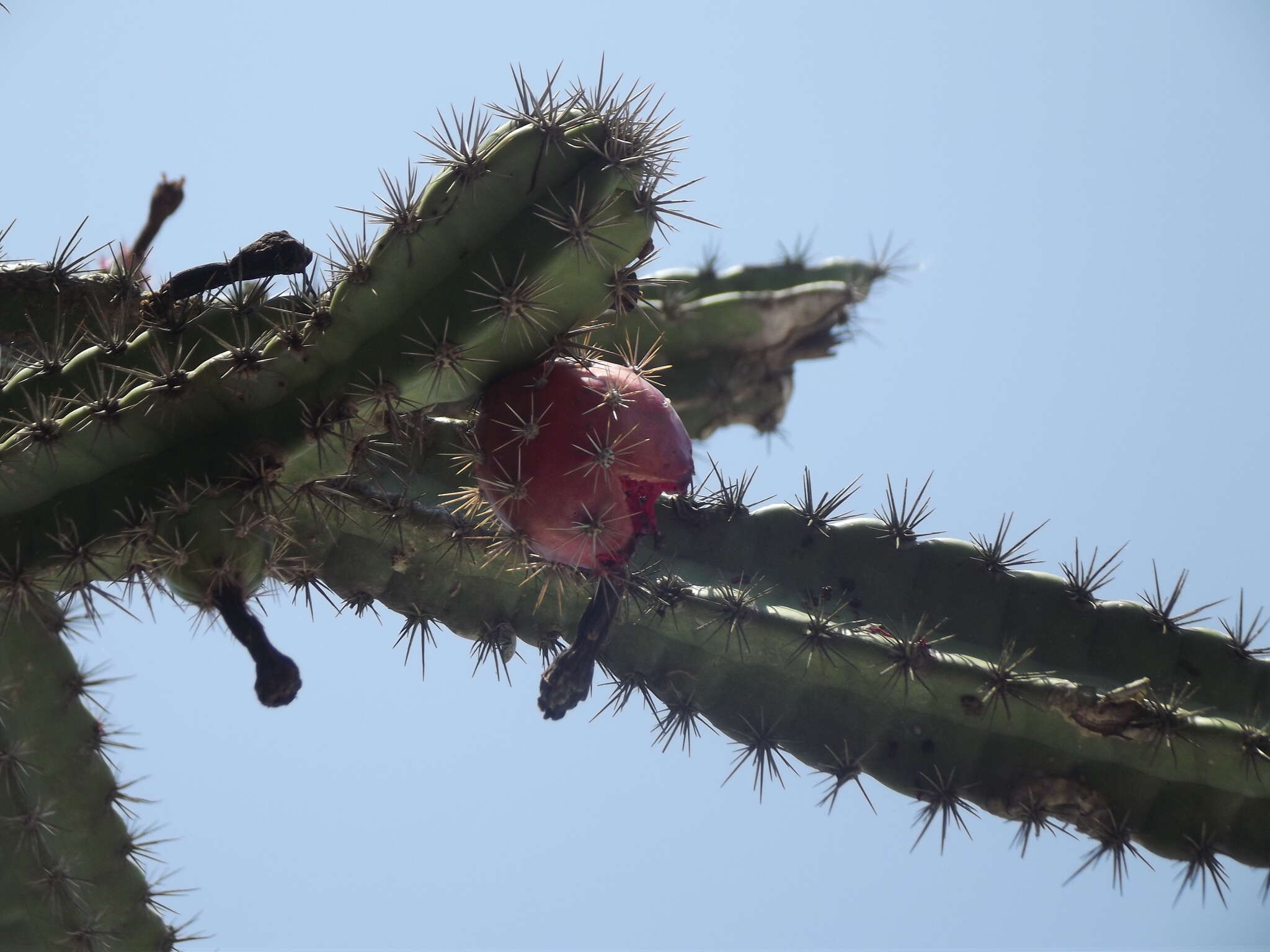 صورة Stenocereus standleyi (J. G. Ortega) Buxb.