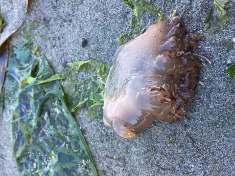 Image of Giant Nudibranch