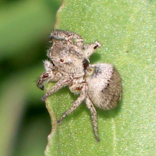 Image of Habronattus schlingeri (Griswold 1979)