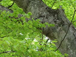 Image de Fagus crenata Blume