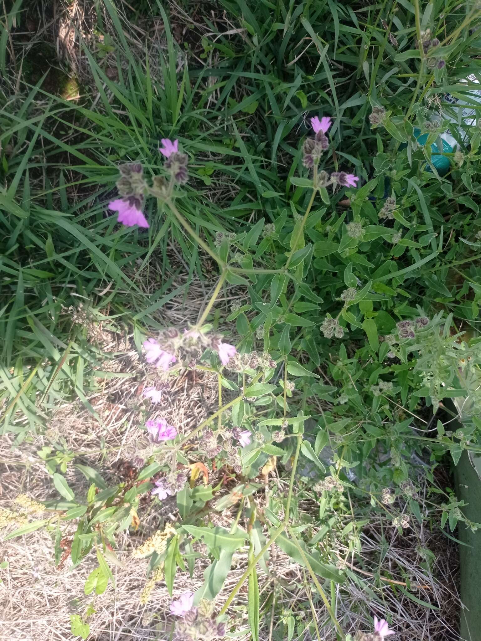 Image of Mirabilis violacea (L.) Heimerl