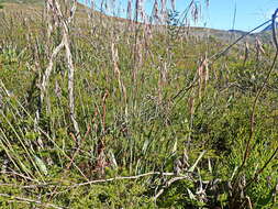 Image of Thamnochortus cinereus H. P. Linder