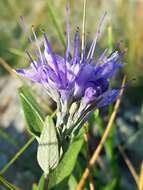 Image of Caryopteris mongholica Bunge