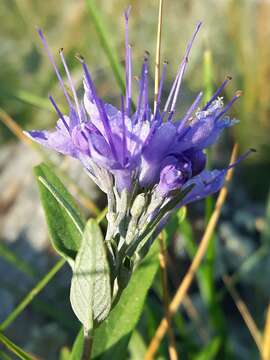 Image of Caryopteris mongholica Bunge