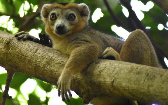 Image of Crowned Lemur