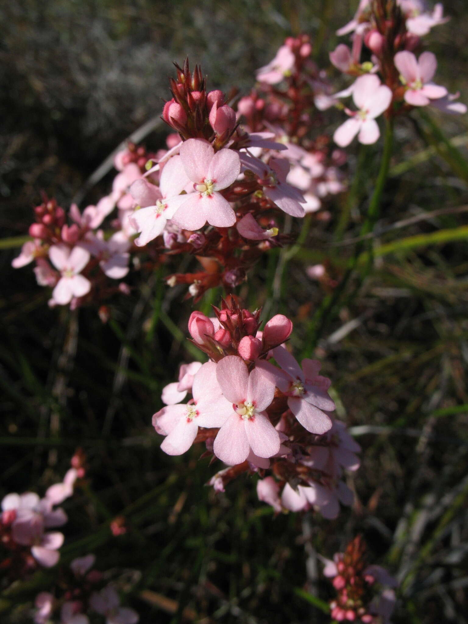 Image of Stylidium hesperium Wege