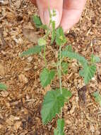 Image de Tragia betonicifolia Nutt.