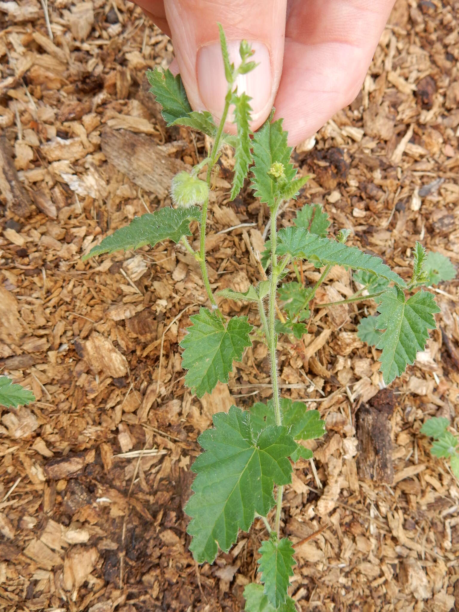 Image de Tragia betonicifolia Nutt.