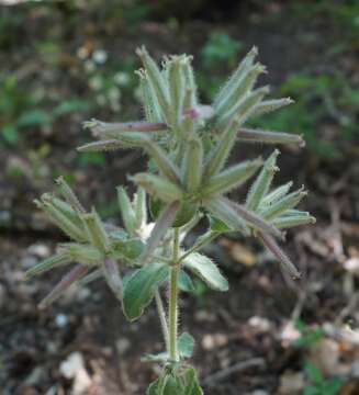 Imagem de Saponaria glutinosa M. Bieb.