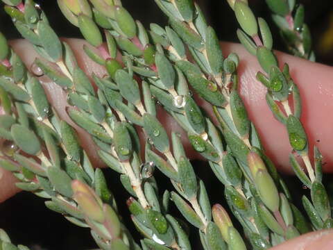 Image of Darwinia speciosa (Meissner) Benth.