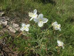 Plancia ëd Oenothera nuttallii Torr. & Gray