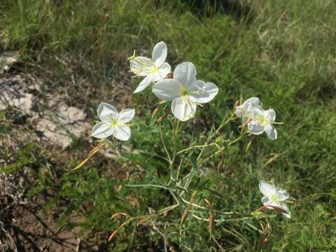 Image of Nuttall's evening primrose