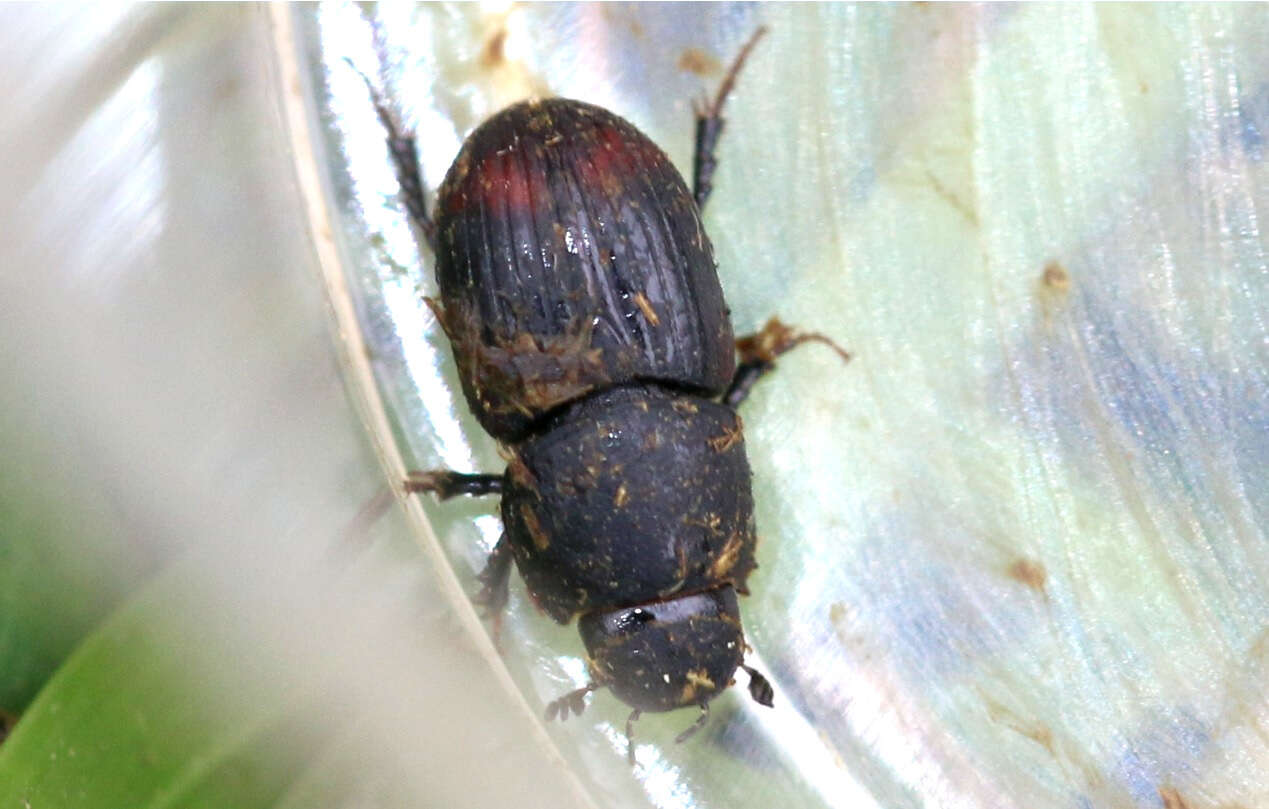 Image of Otophorus