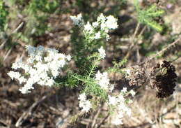 Image of Selago glomerata Thunb.