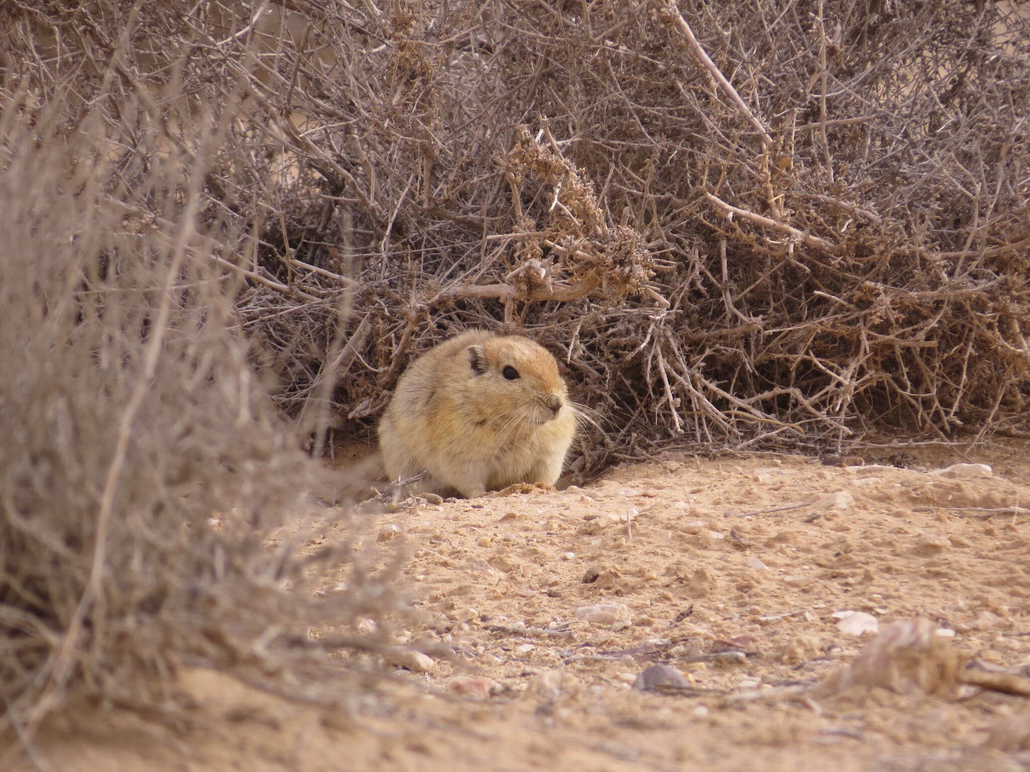 Image of Fat Sand Rat