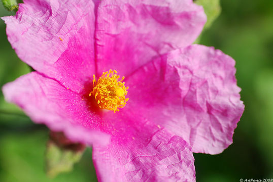 Image of <i>Cistus crispus</i> L.