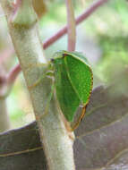 Image of Buffalo treehopper