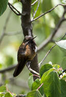 Image of White-tufted Sunbeam