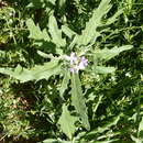 Plancia ëd Matthiola parviflora (Schousb.) W. T. Aiton