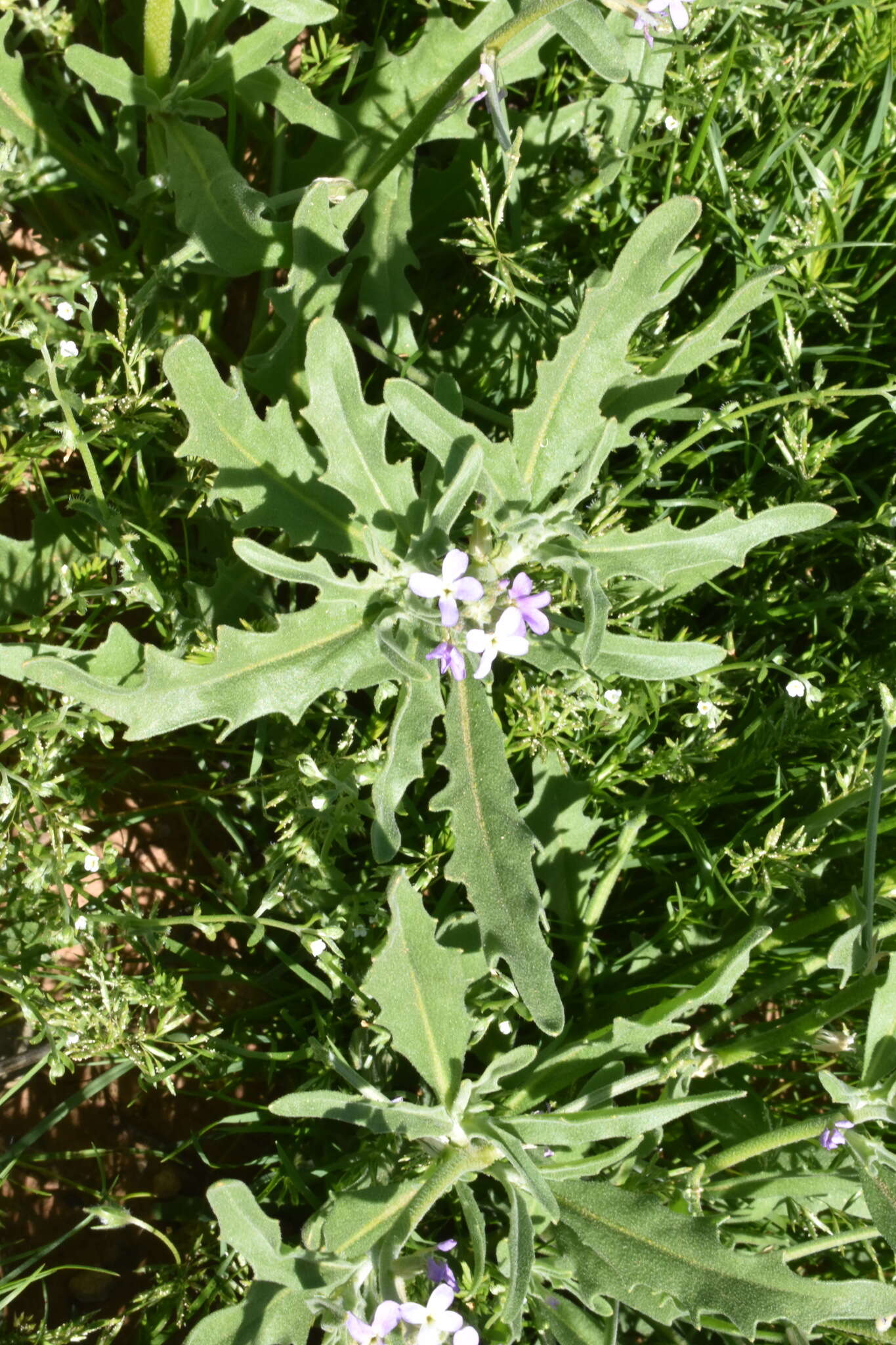 Image of Matthiola parviflora (Schousb.) W. T. Aiton