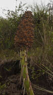 Imagem de Puya glomerifera Mez & Sodiro