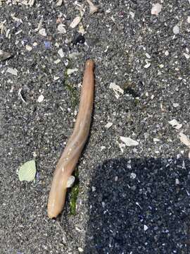 Image of Clark's footless sea cucumber