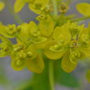 Image of Euphorbia lamprocarpa (Prokh.) Prokh.
