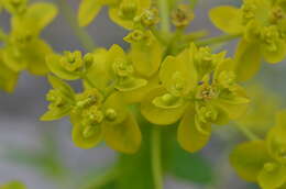 Image of Euphorbia lamprocarpa (Prokh.) Prokh.